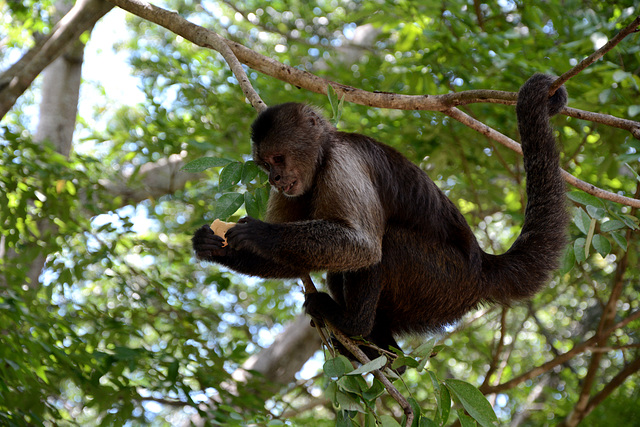 Venezuela, Puerto Ordaz, In the Park of La Llovizna