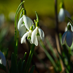 auch die Schneeglöckchen warten nicht mehr auf Schnee auch die Schneeglöckchen warten nicht mehr auf Schnee