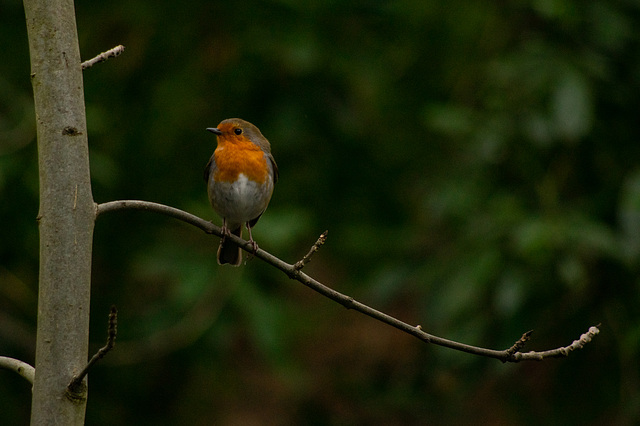 Robin