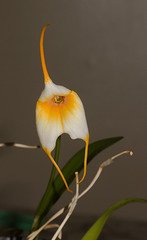 OrchidIMG 4361