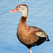 Day 4, Black-bellied Whistling Duck