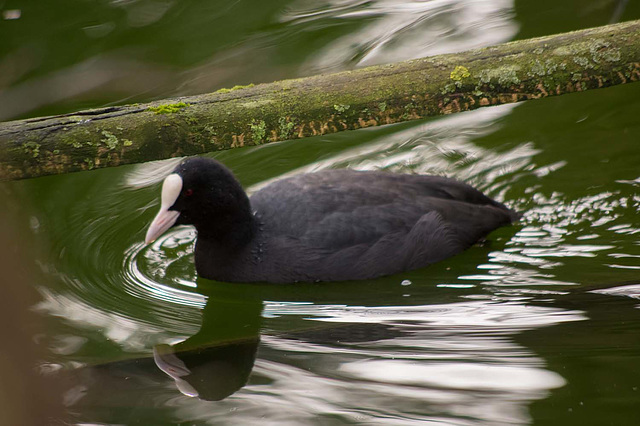 Coot (2)