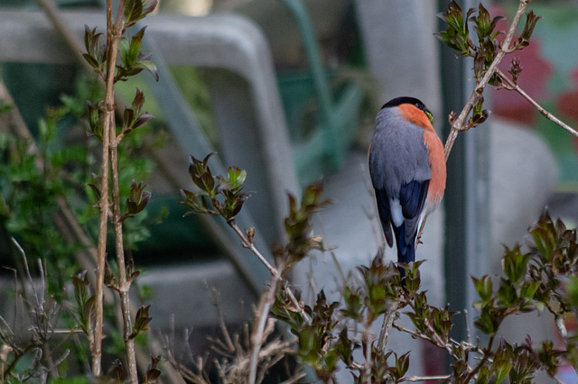 Male Bullfinch