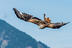 Greifvogelschau Umhausen (© Buelipix)