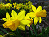 Narcissus cyclamineus february gold