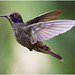 EF7A1694 Hummingbird