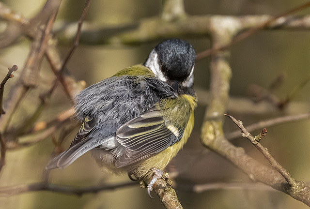 Fast asleep great tit