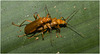 IMG 7404 Beetles