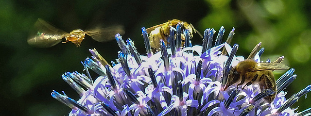 20230716 2016CPw [D~LIP] Kugeldistel (Echinops banaticus), Hainschwebfliege, Honigbienen, Bad Salzuflen