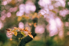 Ặutumn ẗrees series III