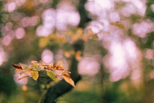 Ặutumn ẗrees series III Ặutumn ẗrees series III