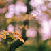 Ặutumn ẗrees series III