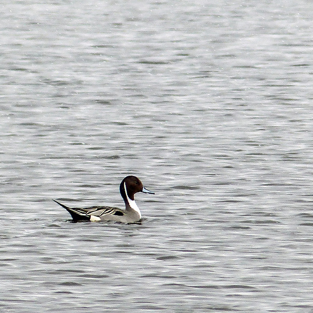 Elegant Pintail