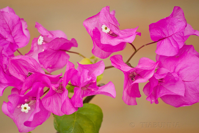 Bougainvillea