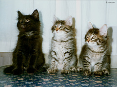 Mons, Molly & Milly sitting nicely, 9 weeks