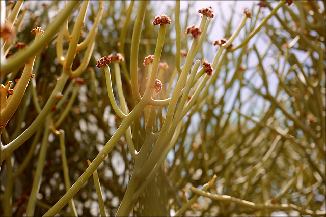 Euphorbia Kamponii, flowers.