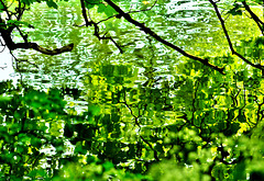 Liquid Leaves 2