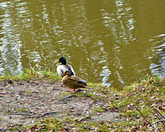 Pair of ducks