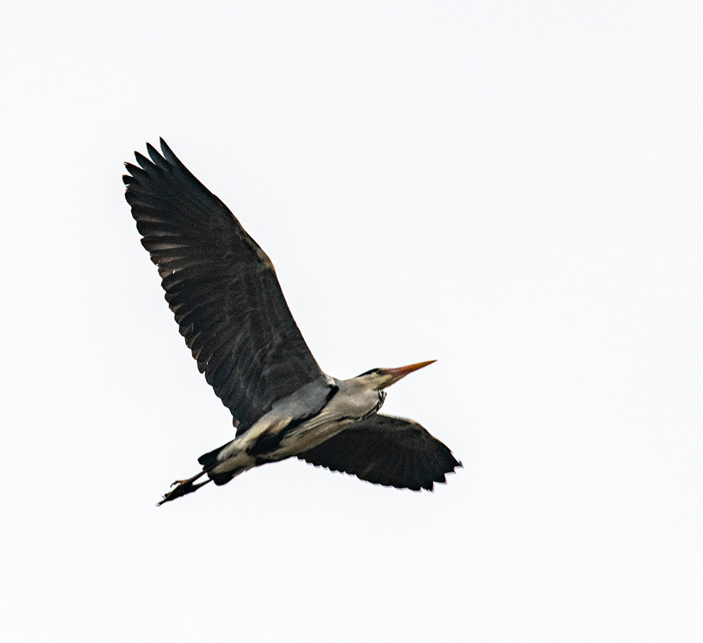 Heron