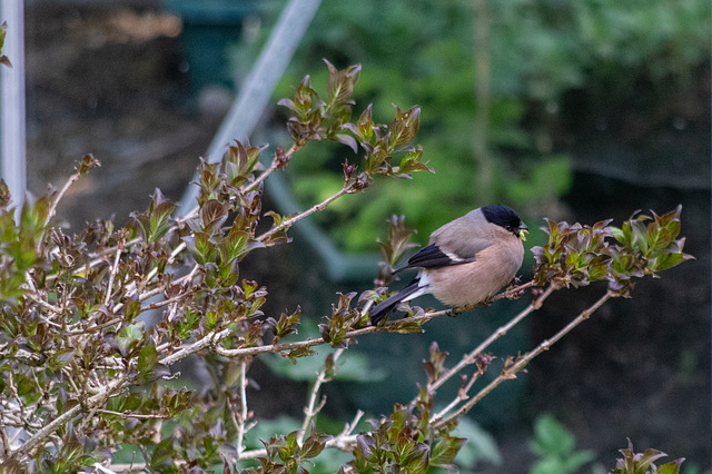 Female Bullfinch