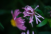 DSCF2235