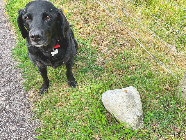 I am pretending I can't see my treat sitting on that rock - until he says, OK! I am pretending I can't see my treat sitting on that rock - until he says, OK!