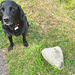 I am pretending I can't see my treat sitting on that rock - until he says, OK!