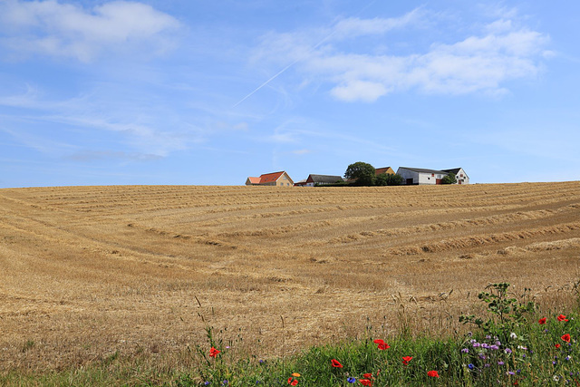 Harvest time (2)