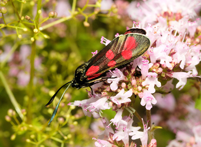 EF7A4819 Burnet Mothv2