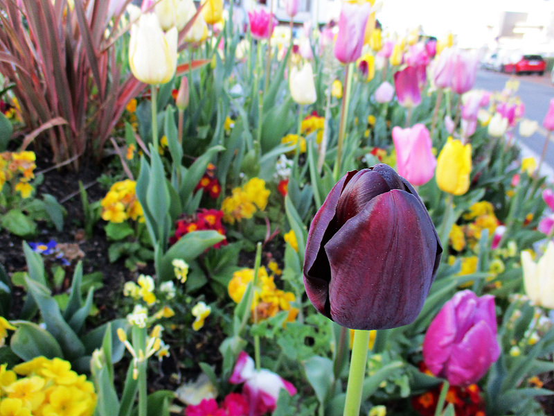 les tulipes en folie