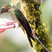 EF7A1698 Hummingbird