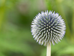 Globe Thistle