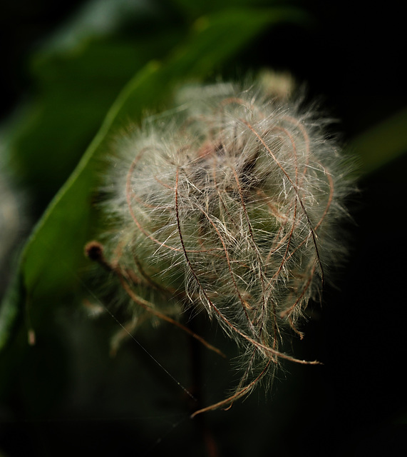 l'Autunno della clematis