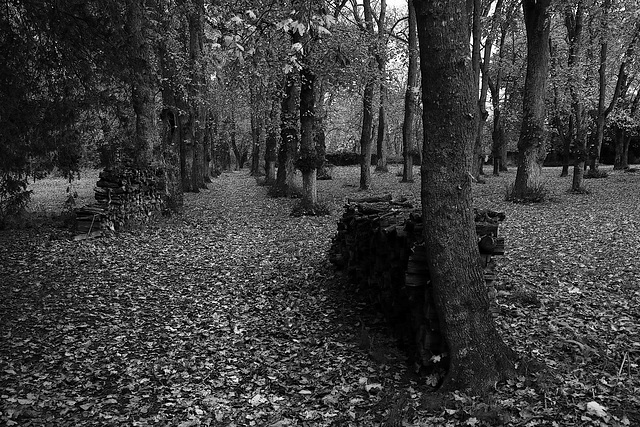 Pendant que le loup s'habille , promenons-nous dans le bois .