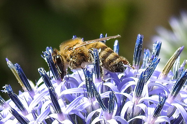 20230716 2018CPw [D~LIP] Kugeldistel (Echinops banaticus), Honigbiene, Bad Salzuflen