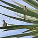 Mourning doves