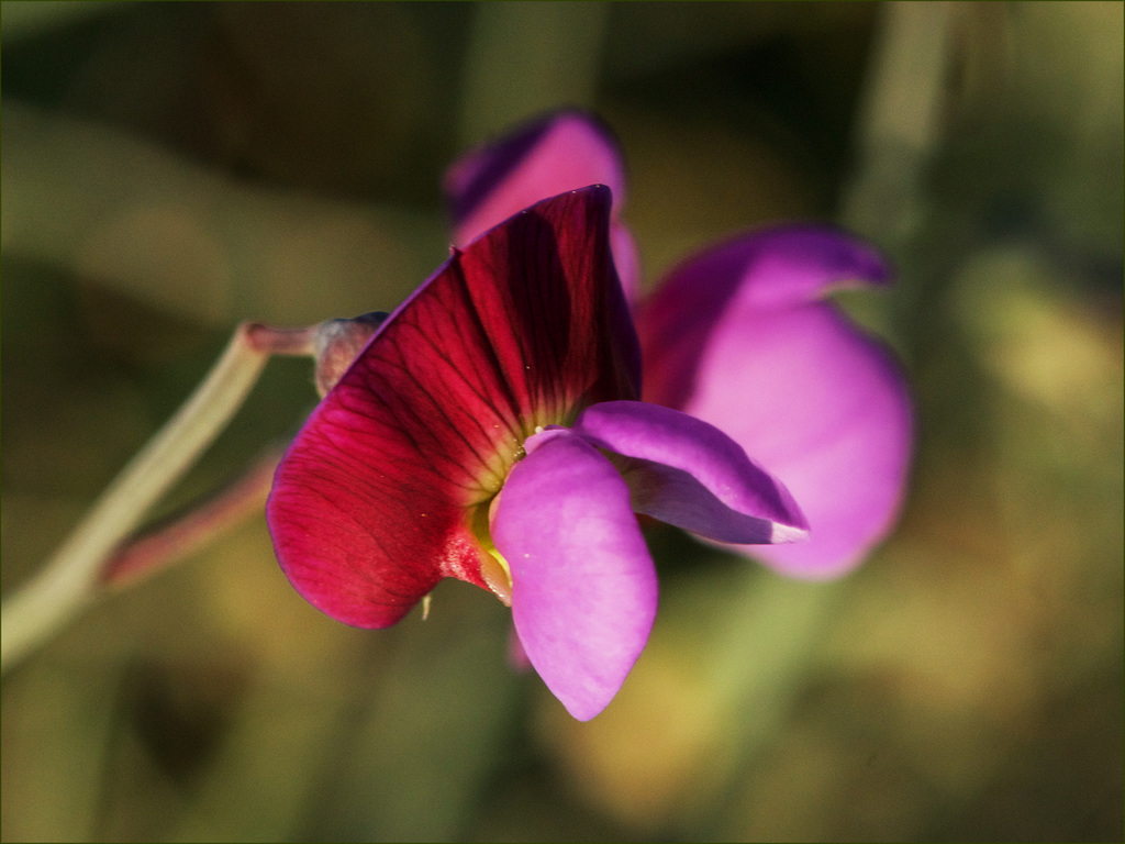 Vicia sativa.