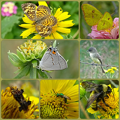 September 19th Garden Collection Collage