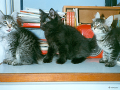 Molly, Mons & Milly, 10 weeks old (1994)