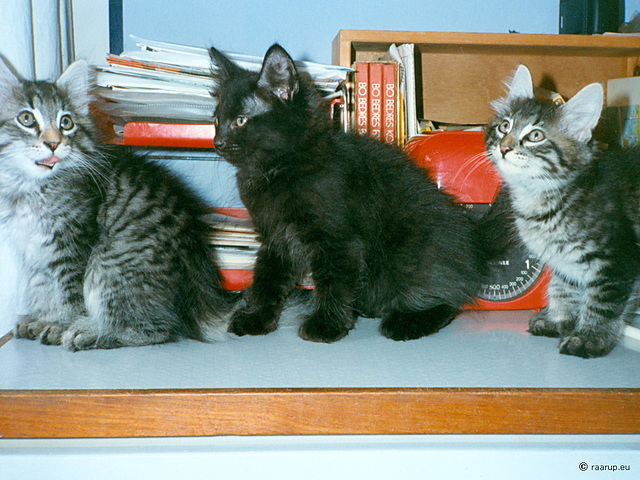 Molly, Mons & Milly, 10 weeks old (1994)