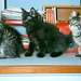 Molly, Mons & Milly, 10 weeks old (1994)