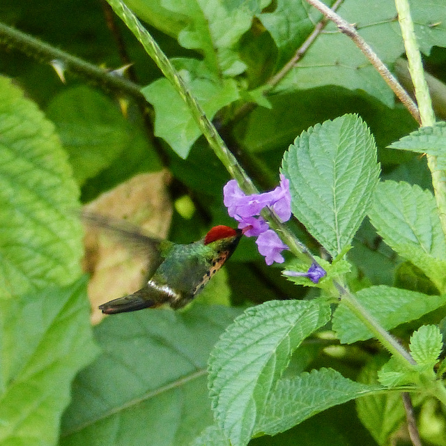 Tufted Coquette, Asa Wright Nature Centre