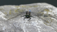 Orthetrum