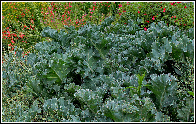 Crambe maritima - chou maritime (1)