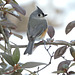 Tufted Titmouse