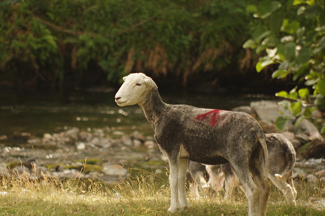 Herdwick Sheep (Sheared of its woolly coat)