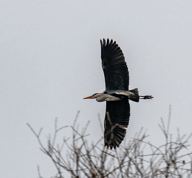 Heron