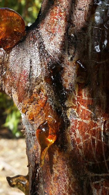 acacia gum