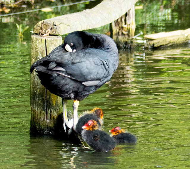 Coot and family