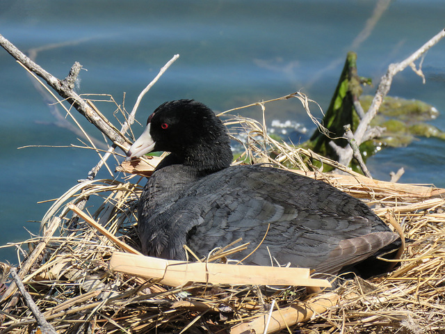 Coot on nest